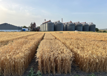 2_32.-Ensayos-maduros