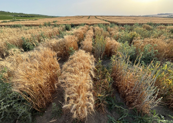 2_33.-Ensayo-proyecto-FSOV-Rouille-Noire