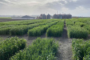 02.-Ensayos-en-marzo