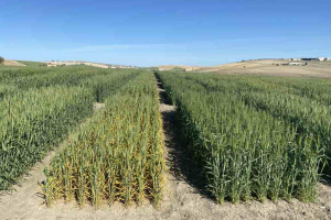 05.-Roya-amarilla-en-Califa