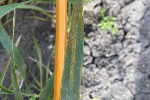 06.-Empieza-la-roya-amarilla