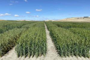 09.-Ensayos-de-trigo-duro