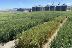 10.-Borde-de-trigo-susceptible-a-roya