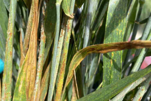 11.-Planta-con-roya-del-tallo