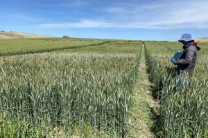 12.-Ensayos-de-triticale