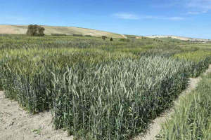 13.-Triticale-sin-raspa