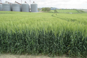 14.-Nueva-variedad-Setenil