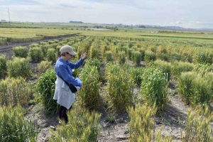 22.-Toma-de-datos-en-diferenciales-de-roya