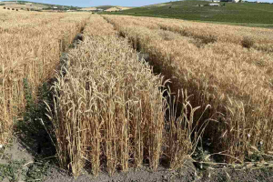 25.-Triticale-sin-raspas-maduro