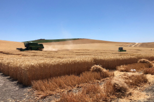 27.-Cosecha-en-Jerez