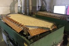 03.-Seleccionando-semilla-de-garbanzo