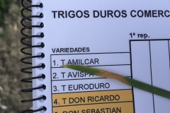 06.-Síntomas-de-Septoria-en-trigo-duro