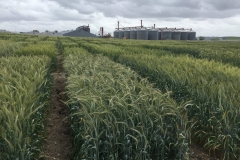 10.-Ensayos-de-triticale-en-abril