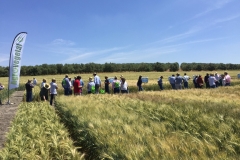 13.-Visita-a-ensayos-de-Tridurand-en-riego-Jerez-2019