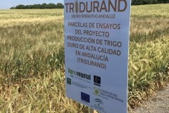 17.-Cartel-de-Tridurand-en-ensayos-de-riego
