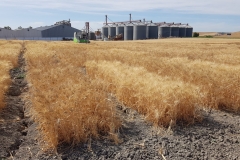 21.-Cosecha-ensayos-trigo-duro