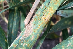 16. Roya de la hoja y Septoria