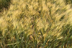 21. Trigo duro en mayo