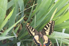 24. Papilio machaon vistando nuestros ensayos