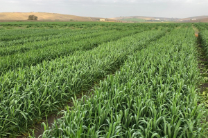 01-Banda-Don-Ortega-en-marzo