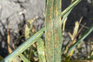 05-Pyrenophora-tritici-repentis