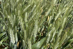 09-Espigas-Don-Ricardo