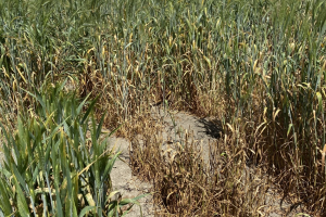 10-Duros-antiguos-enfermos-proyecto-EVA