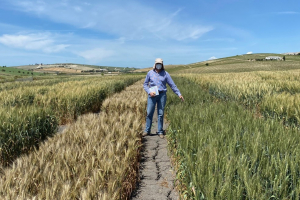 13-Resistencia-a-sequia-y-royas-