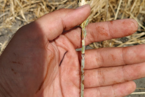 18-Roya-del-tallo-2021