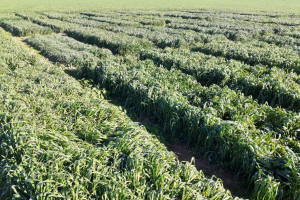 01-ensayo-triticale-Pozoblanco