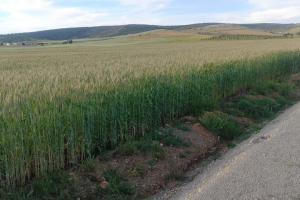 13-Saleroso-en-Valle-Guadiato