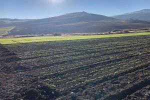 01.-Ensayos-del-Grupo-Operativo-CELEGAND