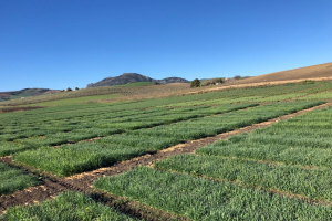 03.-Ensayos-en-febrero