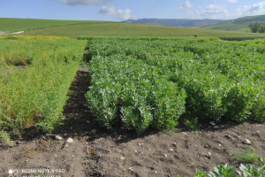 05.-Ensayos-de-habas-de-CELEGAND