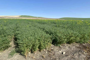 17.-Ensayos-de-garbanzos