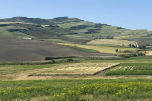 19.-Panoramica-de-ensayos-madurando