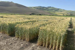 20.-Triticale-en-mayo