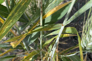 21.-Variedad-con-roya-del-tallo