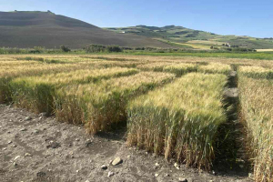 22.-Trigo-duro-en-mayo