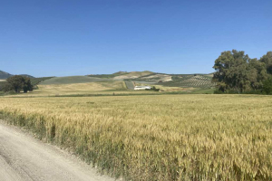 23.-Produccion-de-duro-Don-Ortega