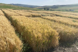 24.-Cebadas-madurando