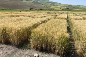 25.-Ensayos-cebada-programa-nacional