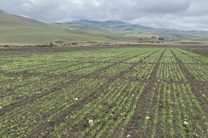 01.-Ensayos-de-cereal-naciendo