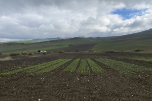 02.-Bandas-para-GO-CELEGAND