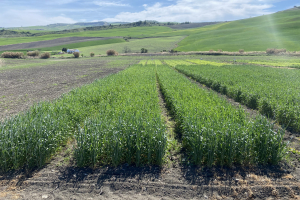 04.-Bandas-de-triticale