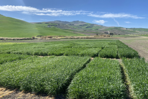 05.-Ensayos-de-cebada