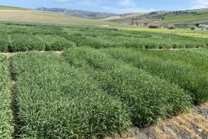 06.-Nuevas-variedades-de-cebadas