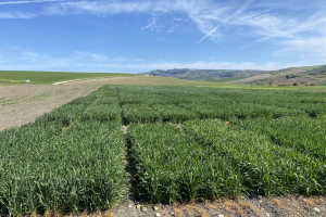 07.-Ensayos-de-triticale