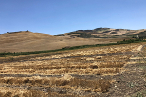 10.-Ensayos-cosechados