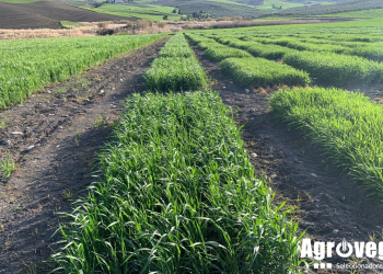 02.-Ensayos-Ronda-2024